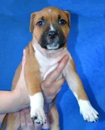 Americký stafordšírský teriér s PP